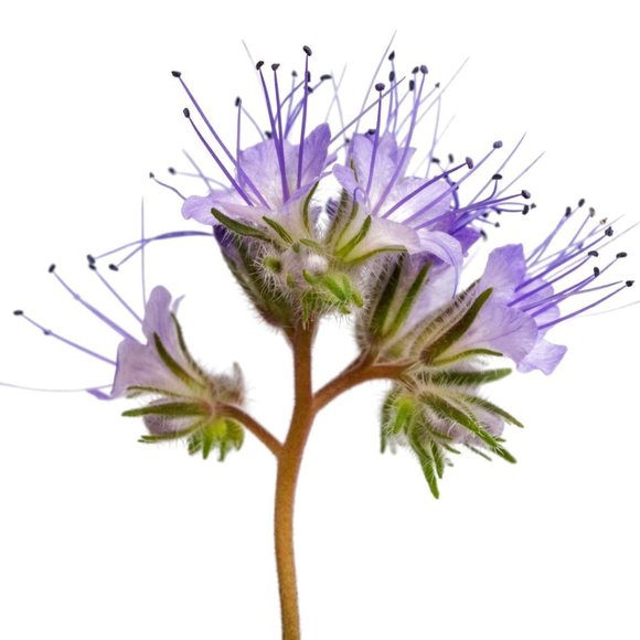 Meet your Posher - Picture 1 of 1